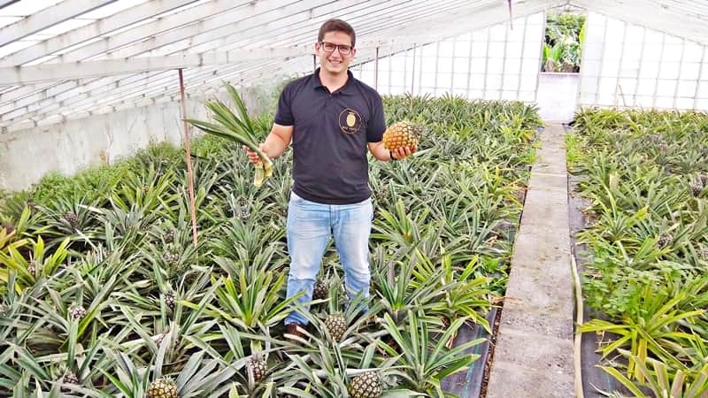 ananas